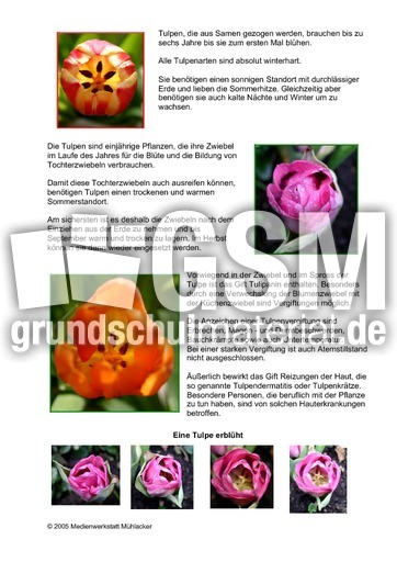 Steckbrief-Tulpe-Seite-2.pdf